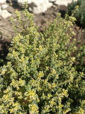 Прикрепленное изображение: Resizer_16965983749951.jpeg